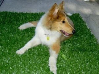 Grama sintética do melhor preço quente da venda para cães