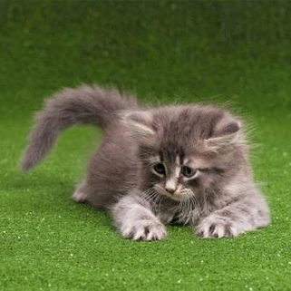 Esteira de grama sintética